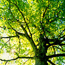 Photo of Tree. E-Statements